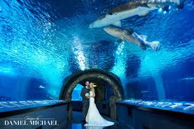 Wedding Photography Cincinnati Oh Wedding Photographers Cincinnati Ohio Oh Aquarium Wedding Newport Aquarium Wedding Venues