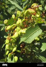 Image result for Searsia leptodictya