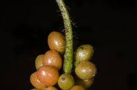 Image result for Dioscoreophyllum