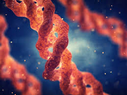 Learn About Collagen with These Amazing Facts - Ask The Scientists
