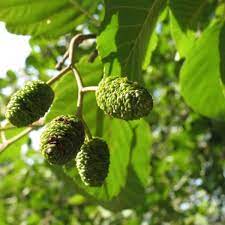 Maybe you would like to learn more about one of these? Six New Plants Trees Added To Minnesota S Noxious Weed List Bring Me The News
