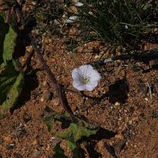 Image result for Convolvulus farinosus