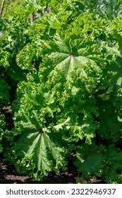 Image result for Malva verticillata