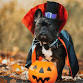 Adoption Booth at Wag-O-Ween event image