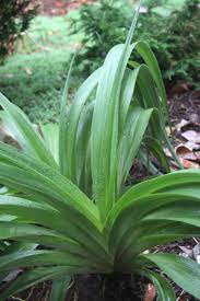 Image result for Hypoxis parvifolia