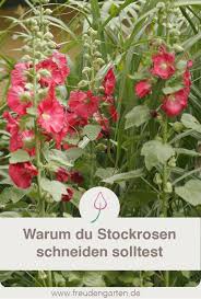 Stockrosen Schneiden Stockrosen Stockrosen Pflanzen Garten Pflanzen