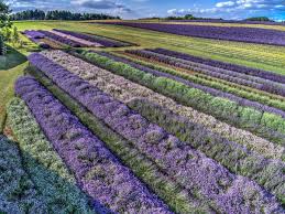 Several different props are in the field but everyone tries the bathtub. Broadway Lavender Fields Tourism Venue In Worcestershire Is Reopening This Is When Birmingham Live