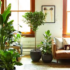 Image result for Ficus muelleriana