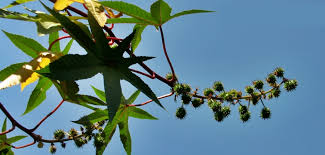 Image result for Ricinus