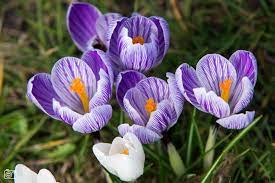 Pin On Lente