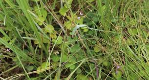 Image result for Grona setigera