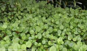 Image result for Plectranthus mandalensis