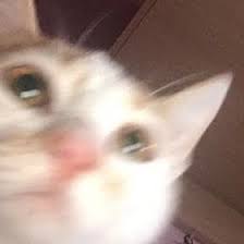 Kollarini Ac Asko Geliom Cat Cats Kedi Kediler 2020 Kedi Cats Instagram
