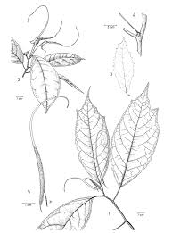 Image result for Dorstenia psilurus