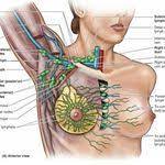 pin von ernst stranzl auf gesundheit anatomie korper geburtshilfe naturliche geburt