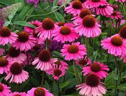 Echinacea Sensation Pink Coneflower Echinacea Asclepias Tuberosa Prairie Flower
