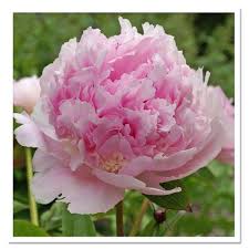 Pin On Fragrant Perennials
