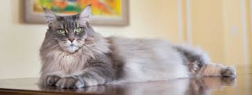 Time to pet has created a free cat sitting rate calculator to help you set your cat sitting service rates. Pet Sitting Cats The Animal Nanny