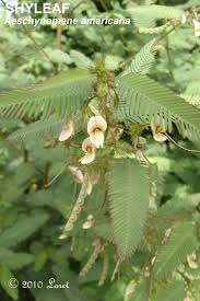 Image result for Aeschynomene americana