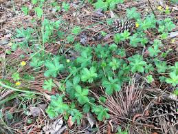 Image result for Alchemilla kiwuensis