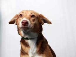 From the garden state parkway: Monmouth Spca Helps 70 Dogs Avoid Euthanasia Wall Nj Patch