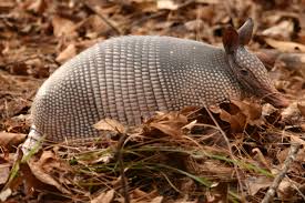 Leprosy baby armadillo without shell. Armadillos Dfw Wildlife Organization