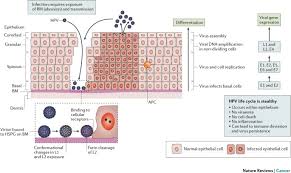 Only a small number of women who have one of the hpv strains that cause cervical cancer will ever actually develop the disease. Opportunities And Challenges For Human Papillomavirus Vaccination In Cancer Nature Reviews Cancer