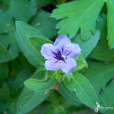 Image result for Vandellia humilis