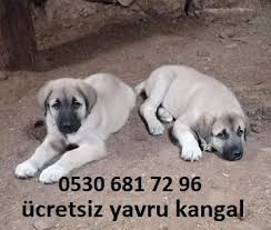 kangal yavrusu kopek kangal kopegi akbas