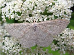 Image result for Scopula ternata