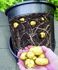 Best varieties of potatoes for growing in buckets. How To Grow Potatoes In Buckets Without Digging The Garden