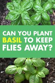 Check spelling or type a new query. Pin On Herb Garden Tips Ideas