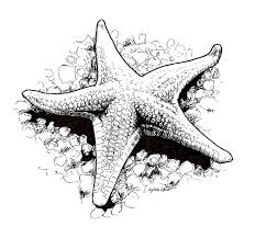 Starfish Art Drawing Pen Ink Black Ink Pen Art Ink Pen Drawings Sea Drawing