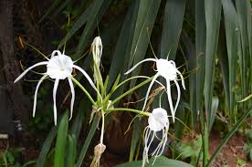 Image result for Pavetta zeyheri