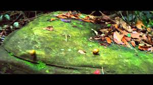 Il Etait Une Foret Actuellement En Salle Une Plongee Exceptionnelle Dans Ce Monde Sauvage Reste Dans Son Etat Originel Pa Bande Annonce Foret Francis Halle