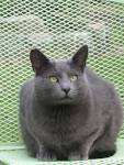 Russian Blue information and facts you should know ...
