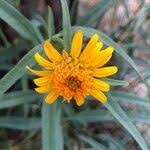 Image result for Pascalia glauca