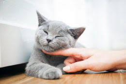 Kedi Asilari Arsivleri Kedibilgi Com