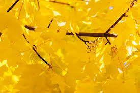 Bright Yellow Leaves Free Stock Photo Public Domain Pictures Yellow Leaves Shades Of Yellow Stock Photos