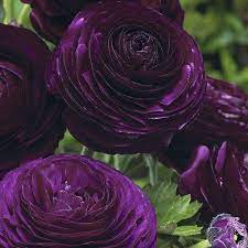 Purple Ranunculus Purple Plants Purple Garden Bulb Flowers