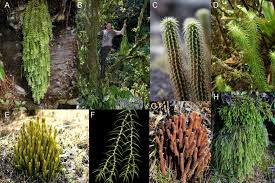 Image result for Huperzia dacrydioides
