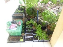 Tak hanya lebih hemat, tapi juga lebih sehat karena ditanam secara organik. Mari Bercocok Tanam Sayur Di Rumah Kompasiana Com