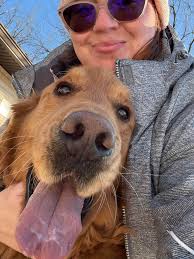 Happy Golden Retriever Day from Colorado