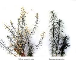 Image result for Erigeron bonariensis