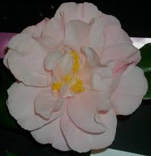 Show Time C Japonica Originated At Nuccio S Nurseries Altadena California Usa Camellia Japonica Plants