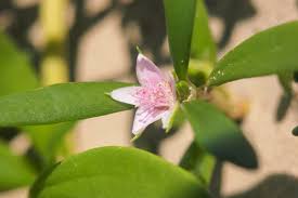 Image result for Sesuvium portulacastrum