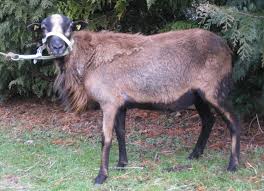 Barbados black belly schafe, keine wolle, hornlos, farbe: Schafrassen Landesverband Thuringer Schafzuchter E V
