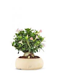 Scopri ricette, idee per la casa, consigli di stile e altre idee da provare. Adenium Obesum Rosa Del Deserto Colore Bianco