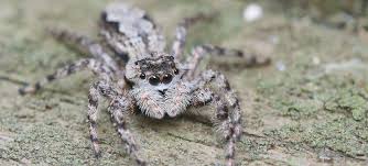 Spiders in california species pictures. Spider Guide On Nature Magazine