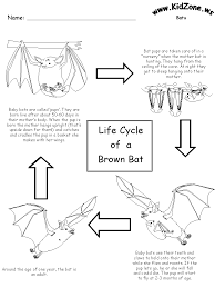 Bat Activity Sheets Lifecycle Of A Brown Bat Bats Activities Life Cycles Kindergarten Science